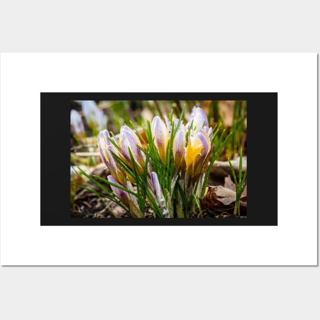 Spring Crocus 5 Wall Art by Robert Alsop